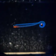 Biteon Rib Worm  100 mm/4 inç 5 g - 5 adet/paket. 01 AYU